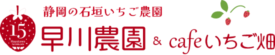 静岡市 いちご狩り 早川農園
